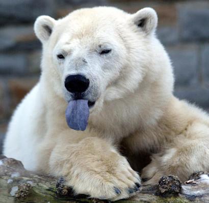 Polar bear sticking out his blue tongue