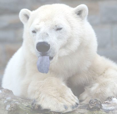 Watermark: Polar Bear Sticking Out His Tongue